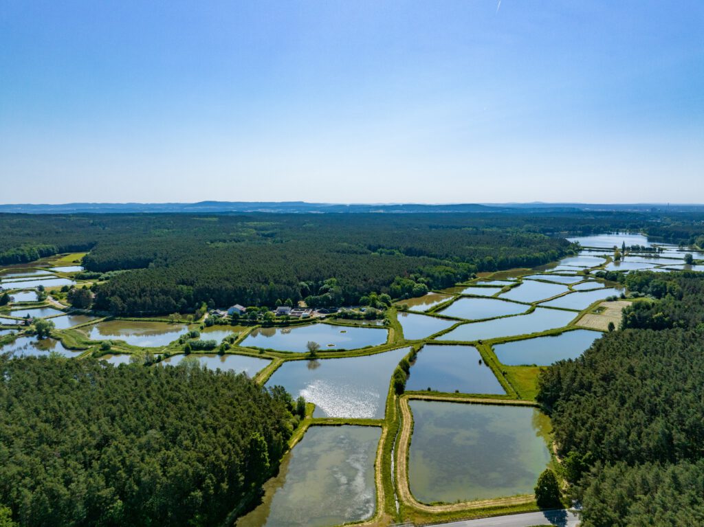 Teichlandschaft Aischgrund